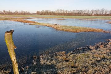 Freigeschnittene Blänken (kleine, flache Gewässer in natürlichen Geländemulden oder Bodenvertiefungen, die häufig nur temporär Wasser führen) ziehen die Leitvogelarten Großer Brachvogel und Uferschnepfe an.