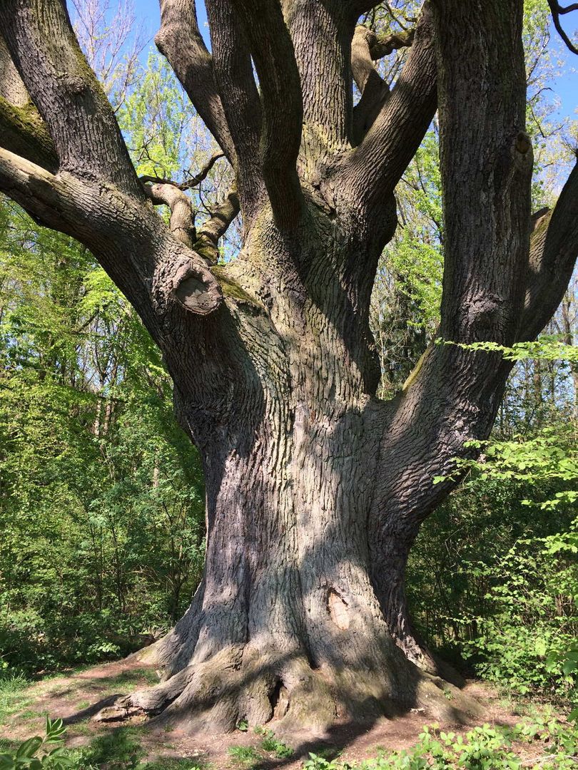 380 Jahre alte Eiche bei Beckum