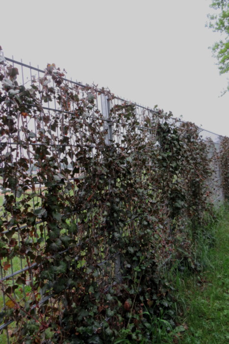 Ein natürlich mit Efeu bewachsener Zaun als Sichtschutz.