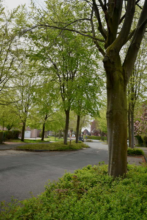 Wie positiv sich Straßenbäume für das Ortsbild auswirken, zeigt dieses Beispiel aus Telgte.