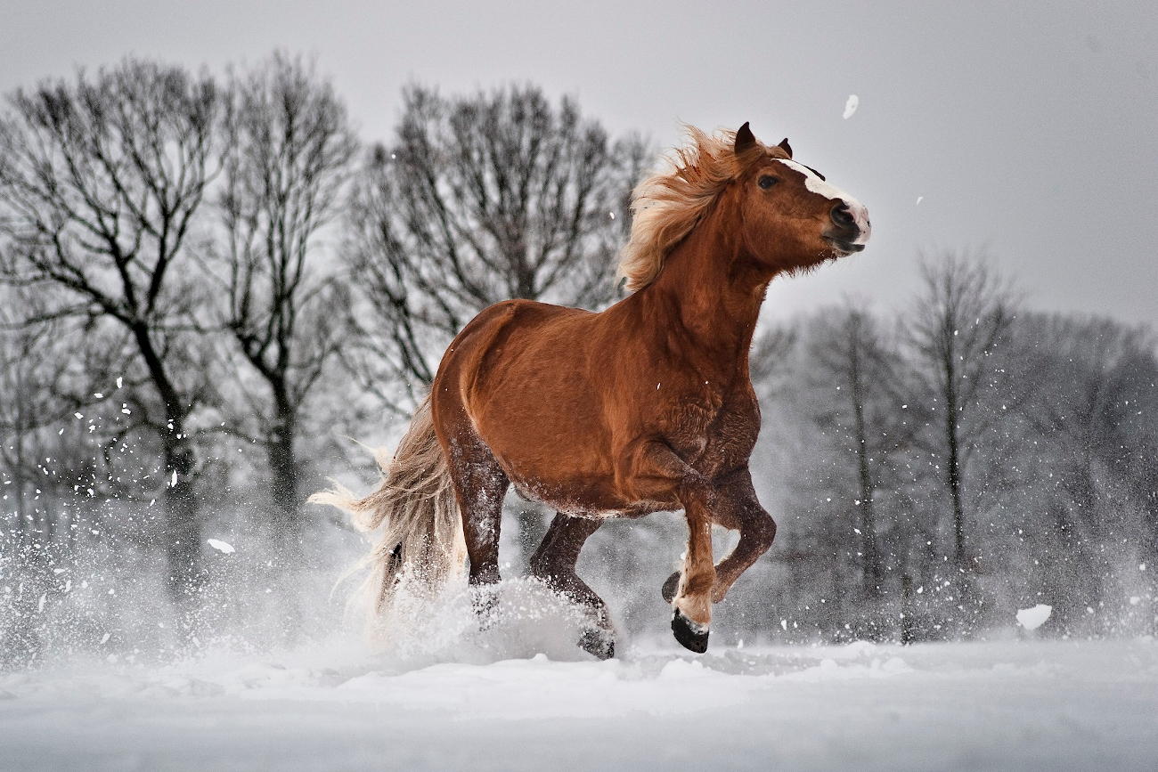 Ein gallopierendes Pferd auf einer verscheiten Winterwiese.