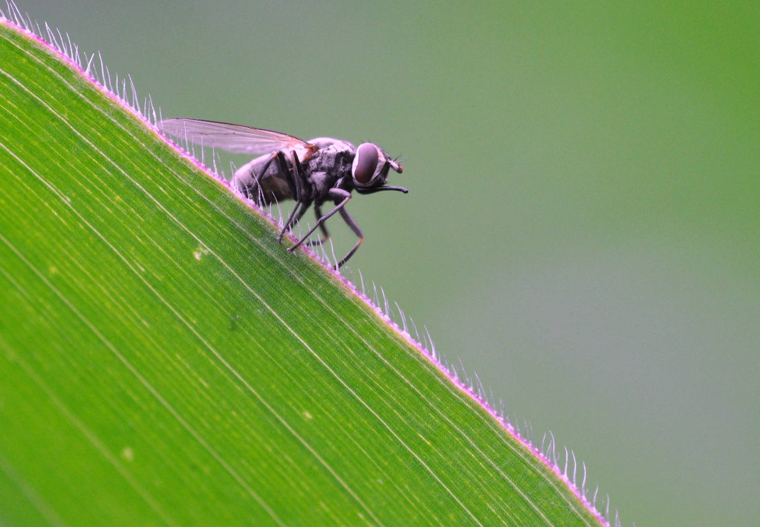 Schwebfliege (Syrphidae) auf einem Maisblatt.
